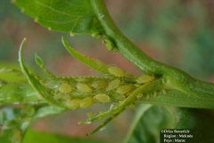 Nectarinier Myzus persicae rameau