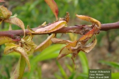 Nectarinier Puceron vert sur feuilles