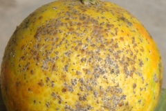 Agrumes pou californie