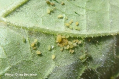 Puceron du melon colonnie