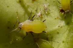 Agrumes puceron vert