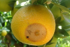 Agrumes