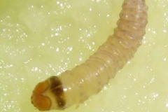 Carpocapse larve