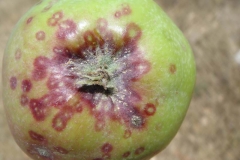 Pou de josé dégât sur fruit