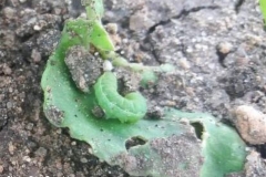 Prodenia