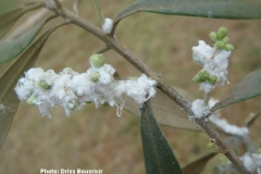 Psylle olivier inflorescence