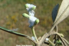 Psylle olivier inflorescence