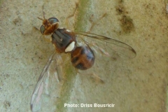 Mouche d'olive adulte sur feuille
