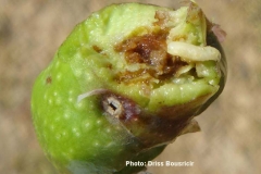 Mouche d'olive larve sur fruit