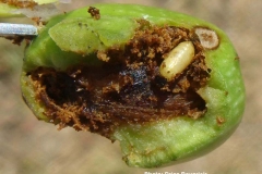 Mouche d'olive larve sur fruit