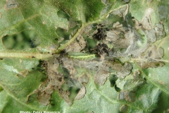 Prodenia attaque sur feuille de betterave