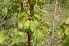 Psylle du poirier miellat sur branches