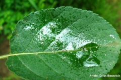 Puceron cendre Miellat sur feuille