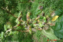 Puceron cendre degats sur feuilles