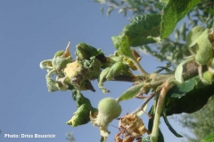 Puceron cendre degats sur feuilles et fruit