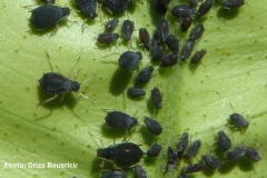 Puceron noir des agrumes-colonnie sur feuille avec fourmis