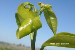 Pucerons vert des agrumes degats sur feuilles enroulement
