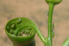 Pucerons vert des agrumes degats sur feuilles enroulement