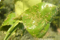 Pucerons vert des agrumes